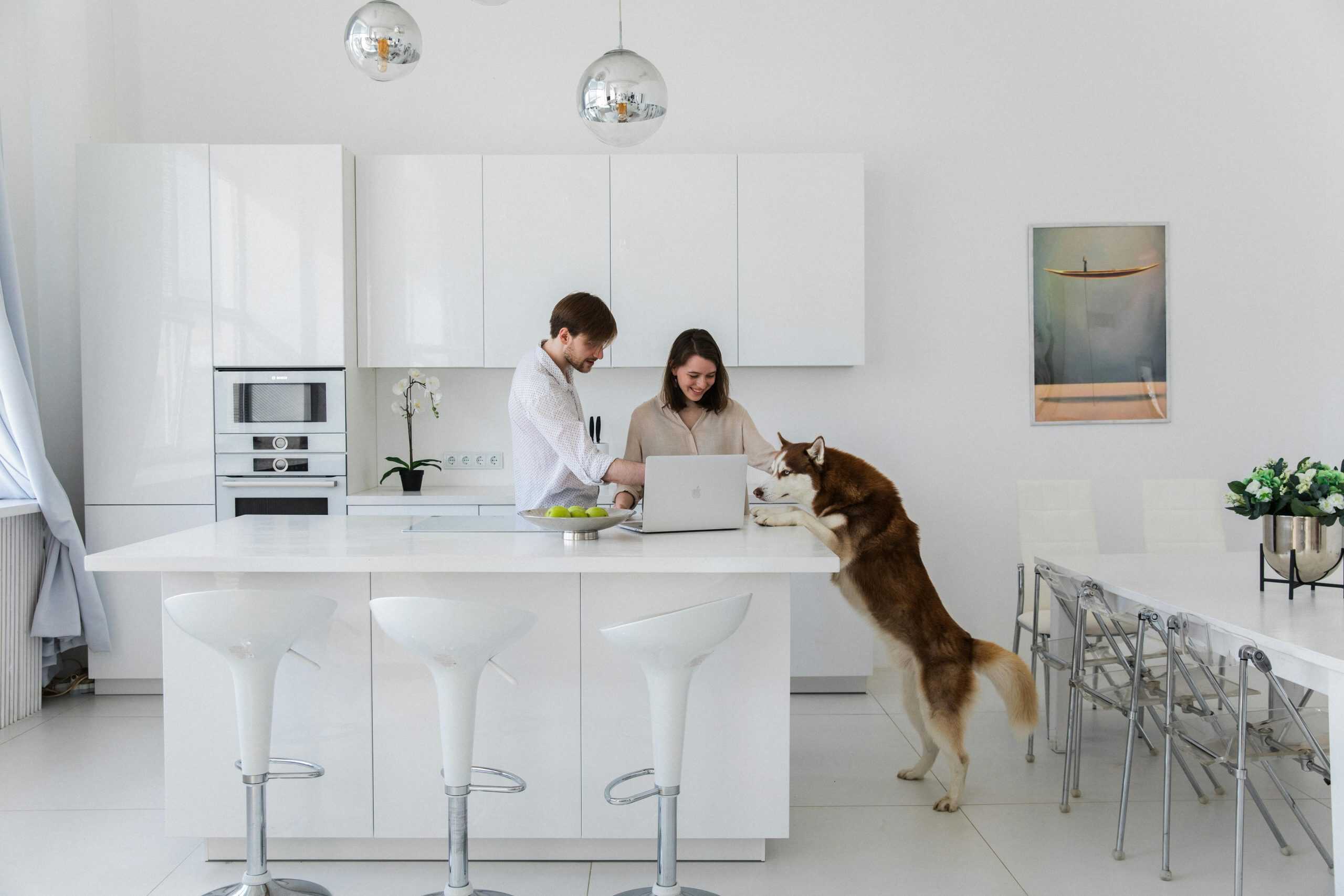 Clean, modern kitchen with people working on a laptop and a friendly dog interaction.